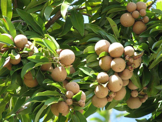 Hoa trái đầu mùa